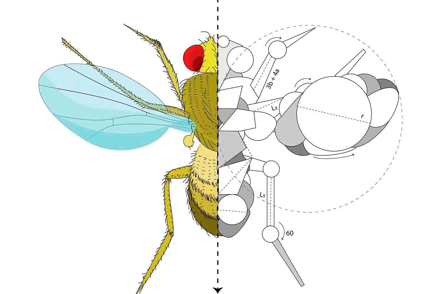 A fruit fly illustration split down the middle, with the left half drawn in colour and the right half as a geometric diagram of circles, angles and measurements.