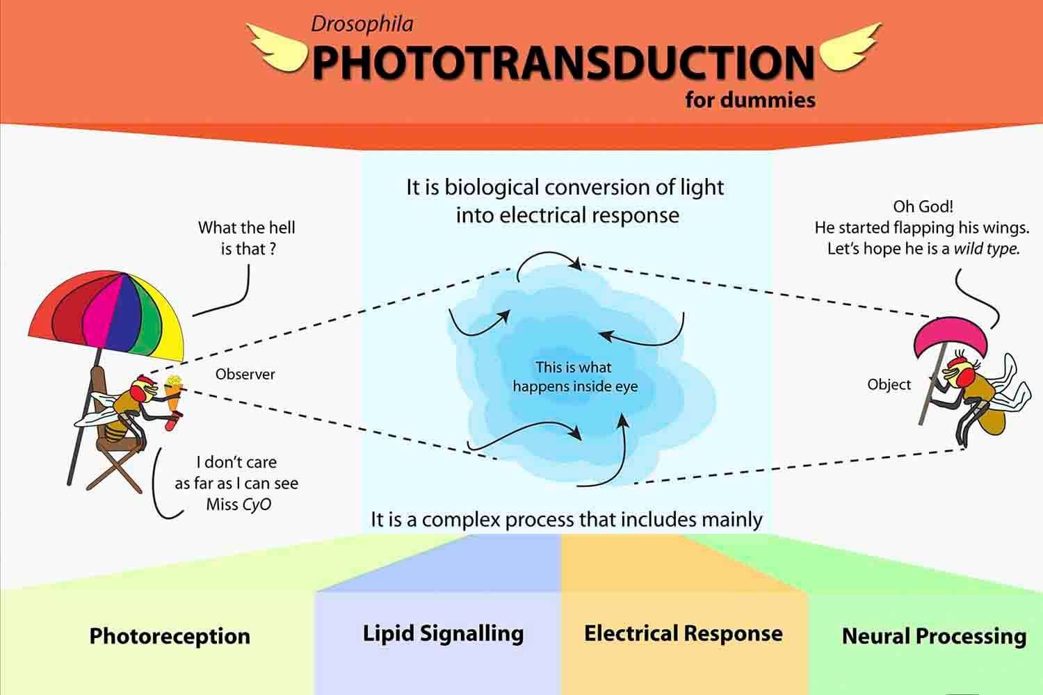 An infographic titled Drosophila Phototransduction for Dummies, with cartoon fruit flies under umbrellas and four stages listed below.